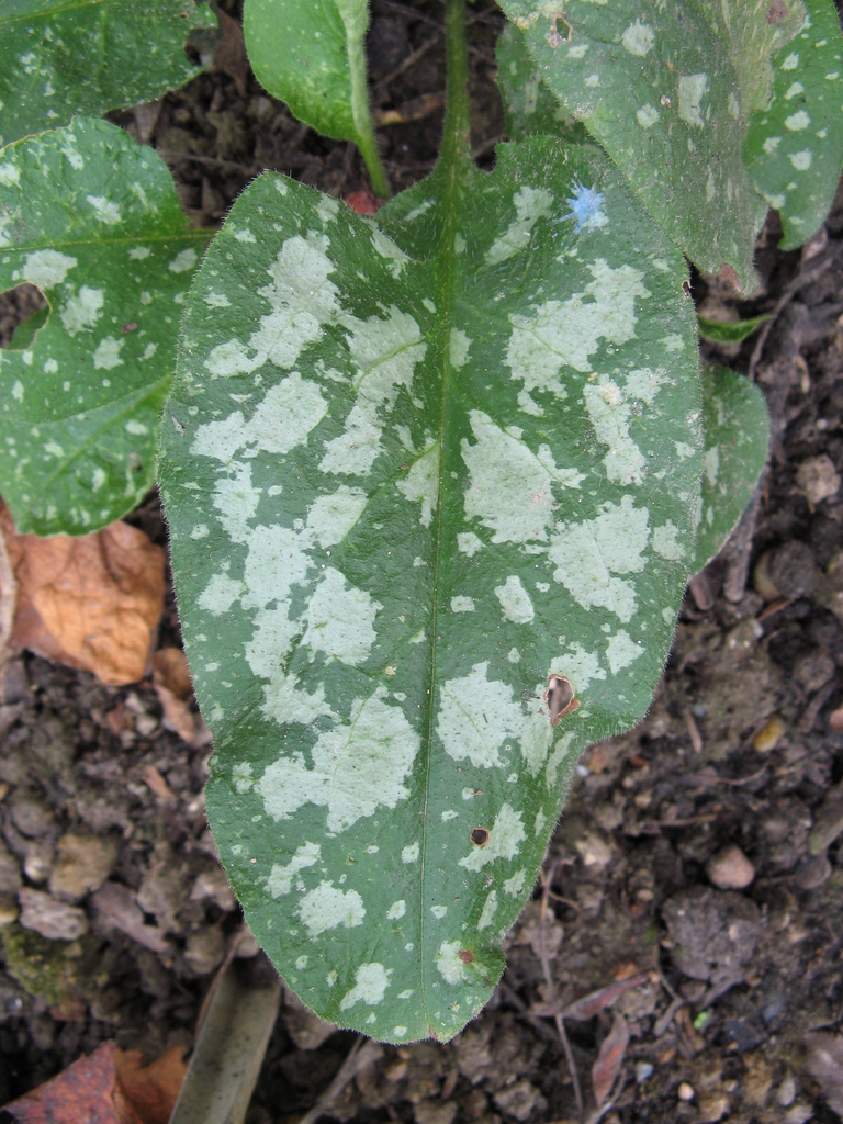 Pulmonaria officinalis