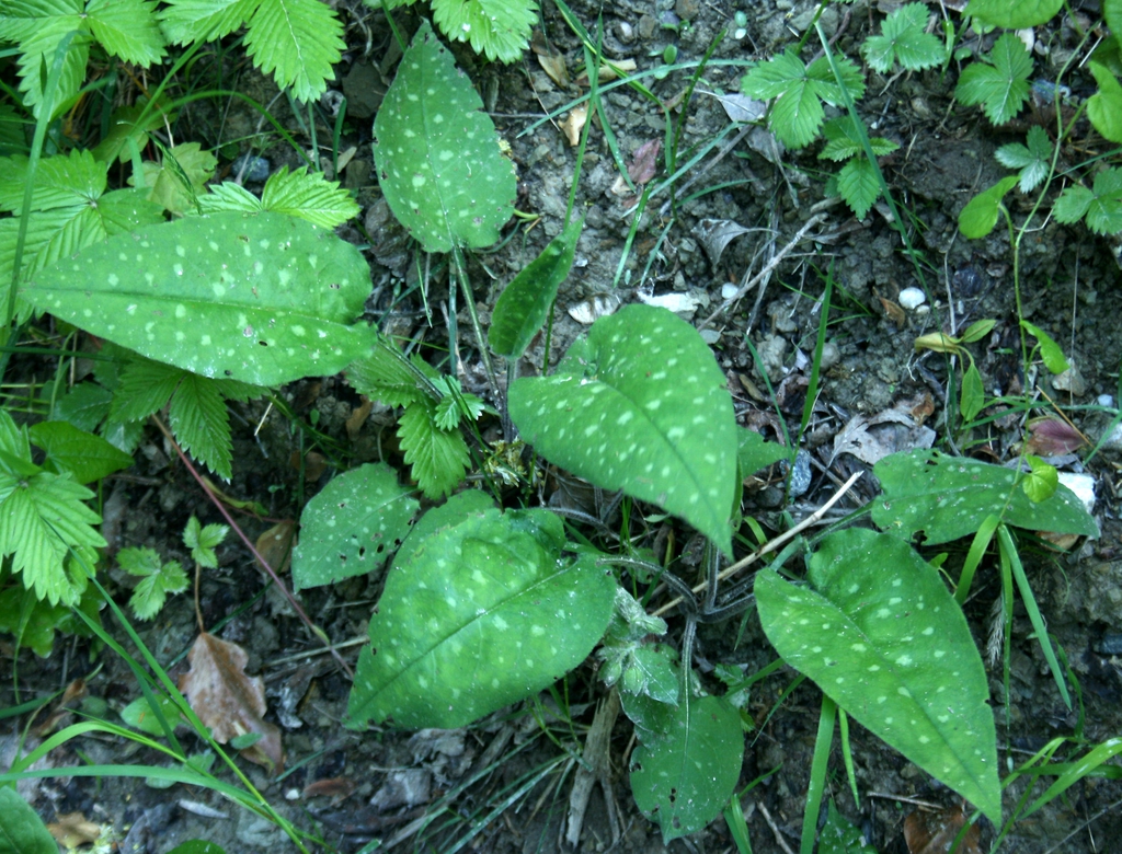 Pulmonaria officinalis