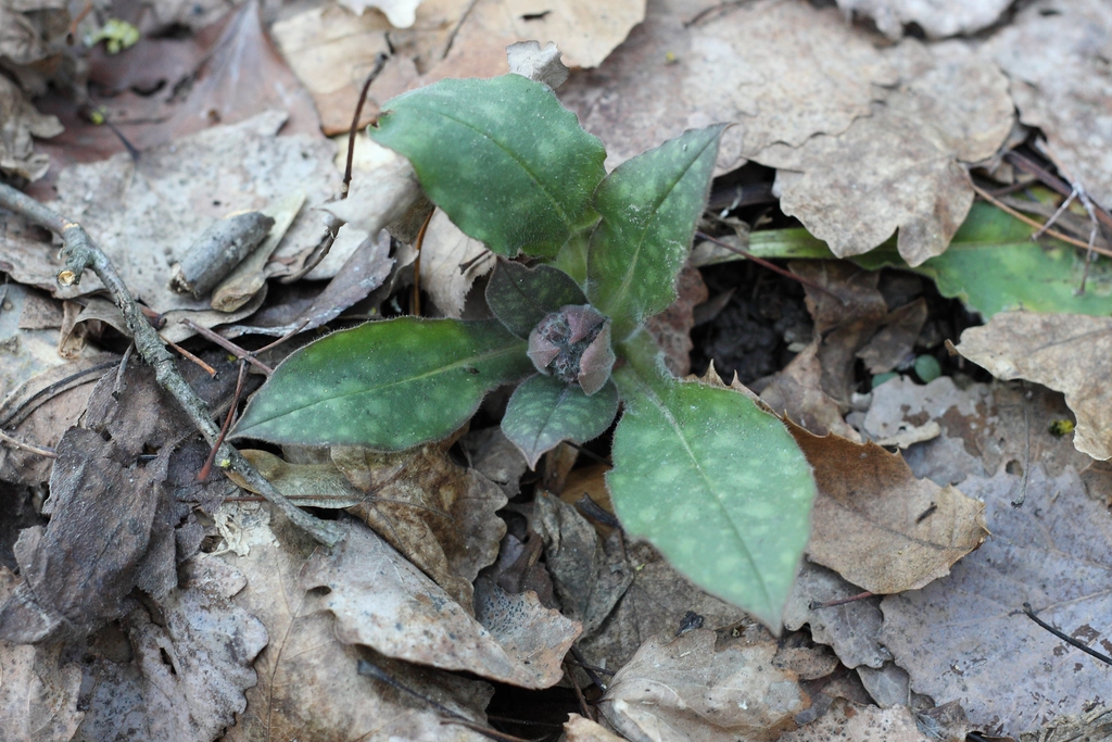Pulmonaria officinalis