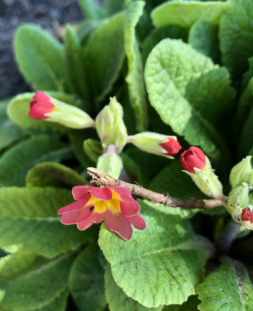 Flowers and buds