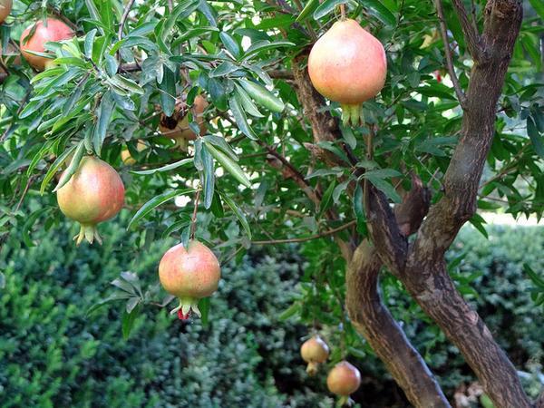 Punica granatum