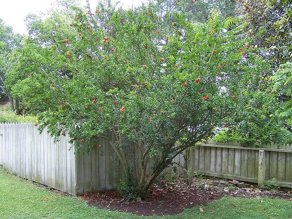 growth habit