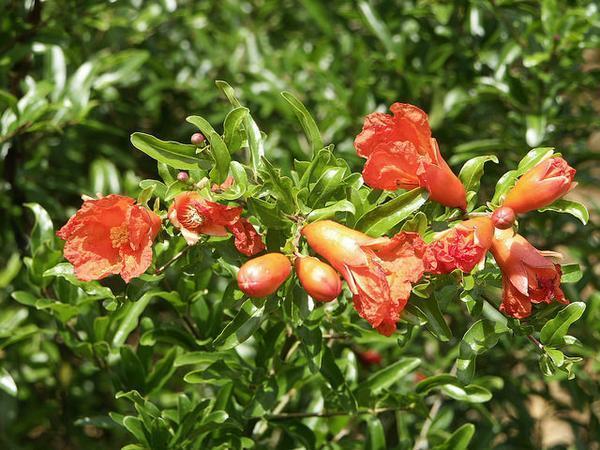 'Nana' flowers