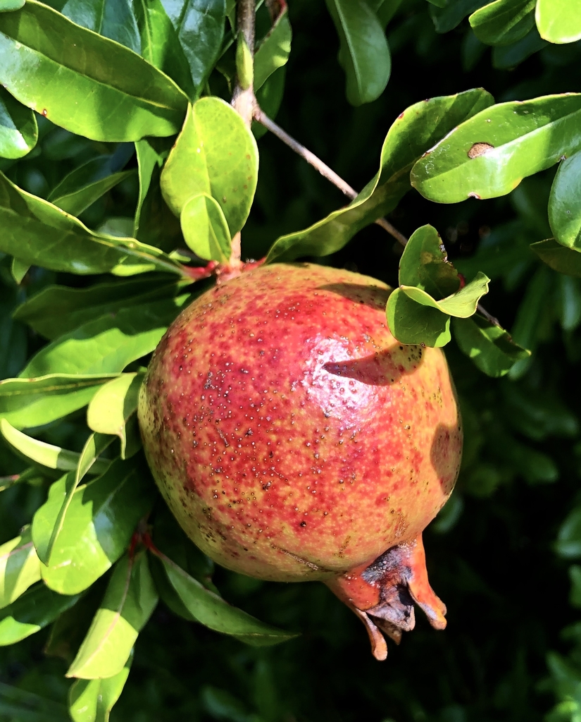 Fruit - September - Warren Co., NC