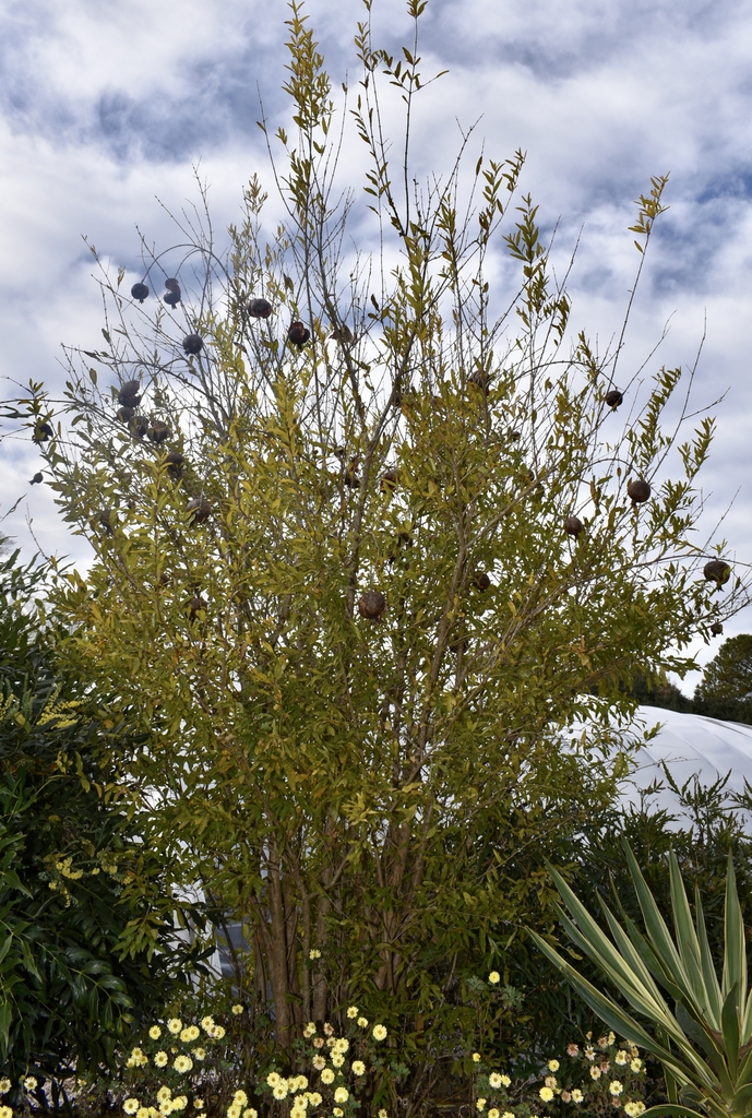 Form in winter with yellow green leaves and dark fruits