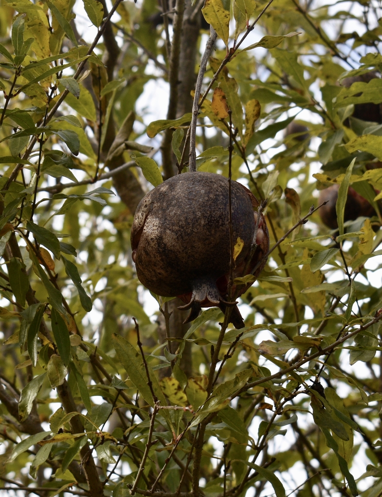 Blackish Fruit
