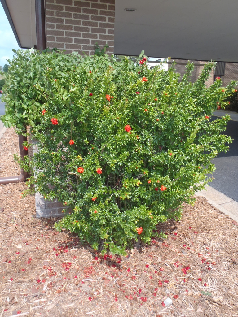 Punica granatum