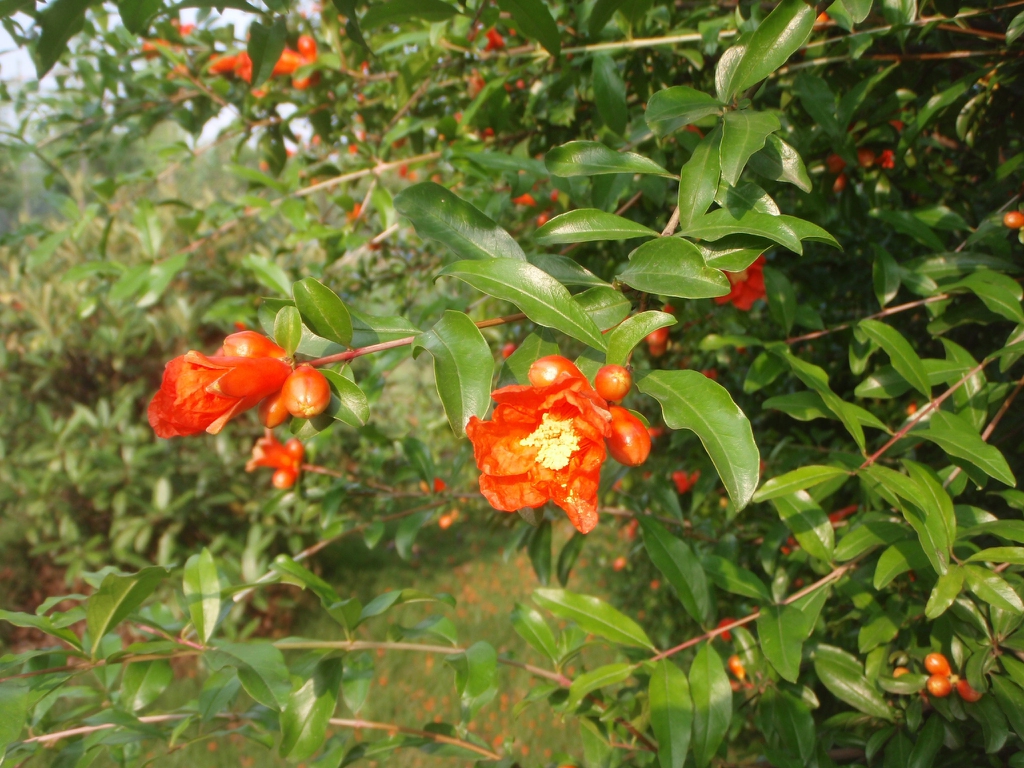Flower and Leaf
