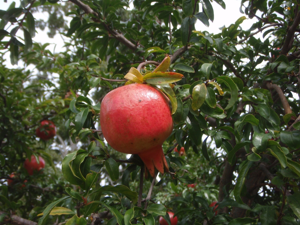 Fruit