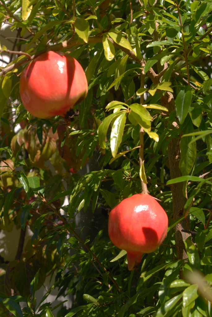 Punica granatum
