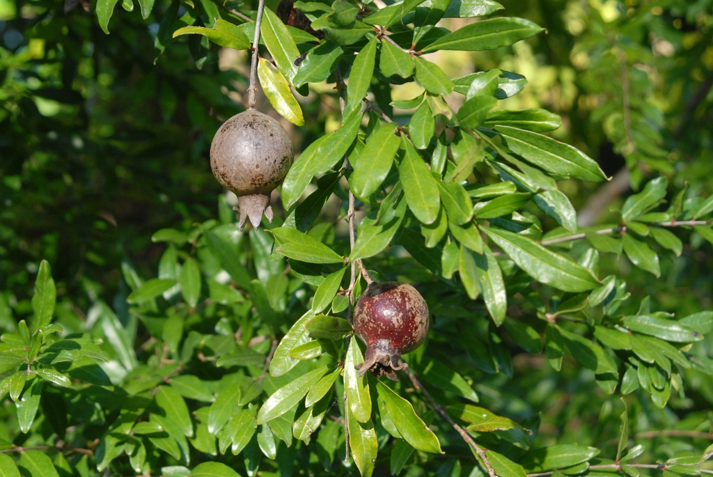 'Nanum' Fruit and Leaf