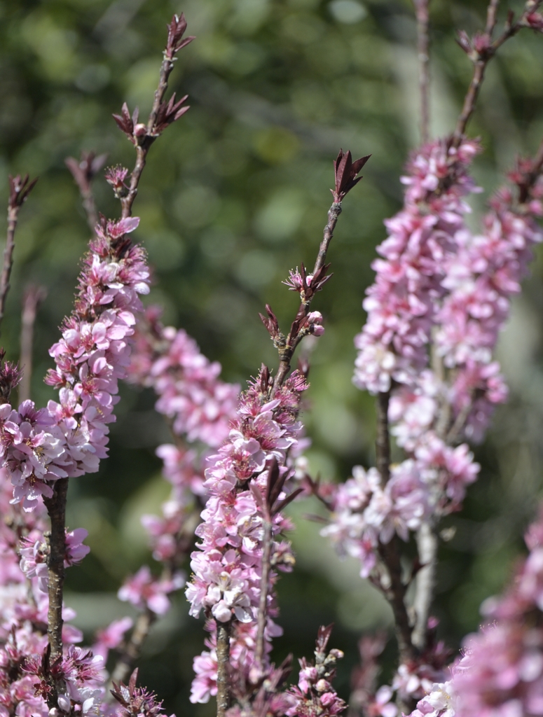Double blooming flowers with burgundy leaves