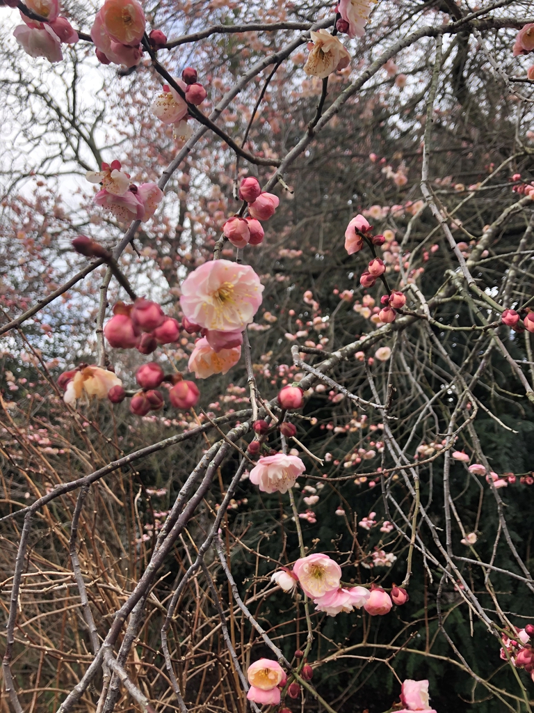 Prunus mume
