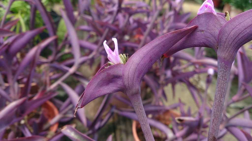 Tradescantia pallida 'Purple Heart'