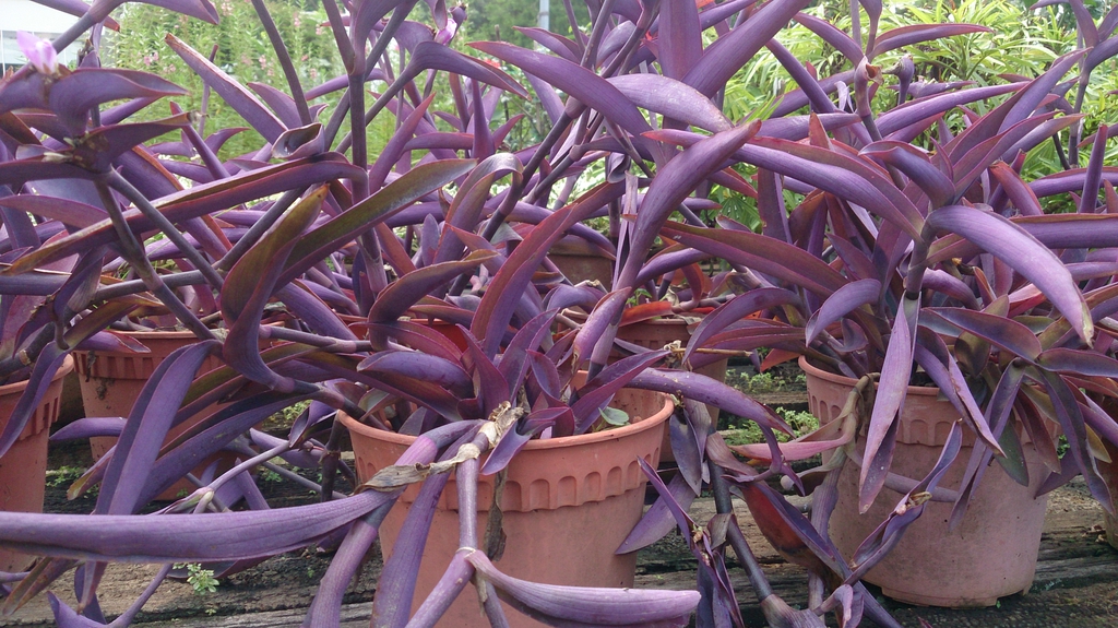 Tradescantia pallida 'Purple Heart'