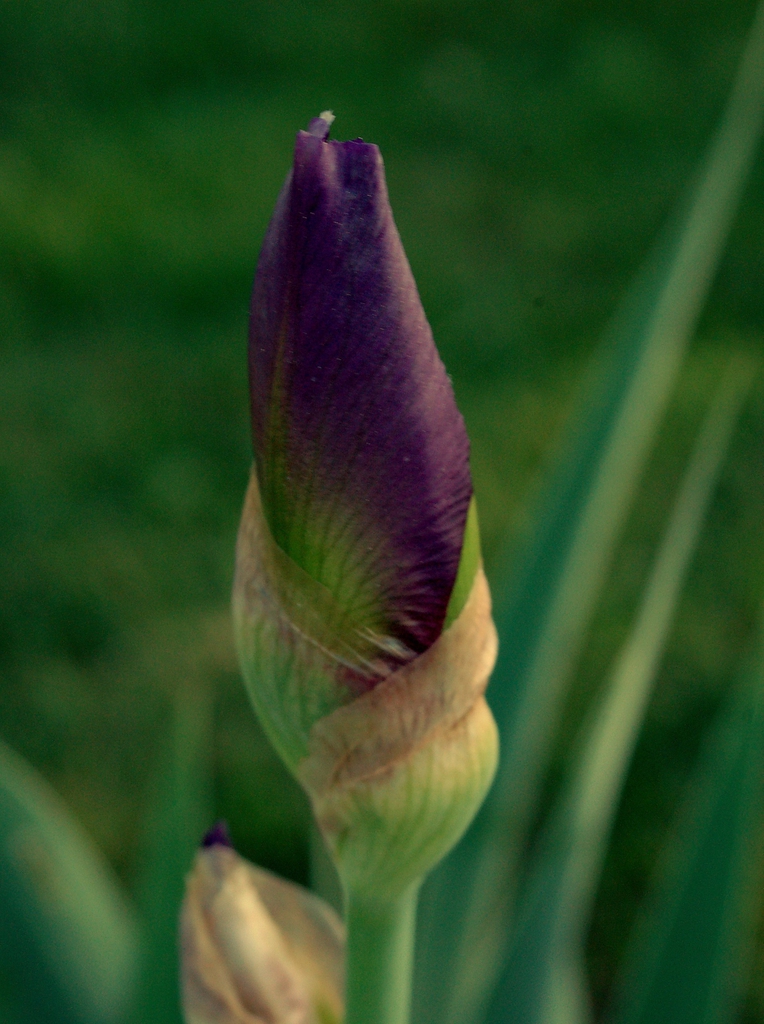 Purple iris bud