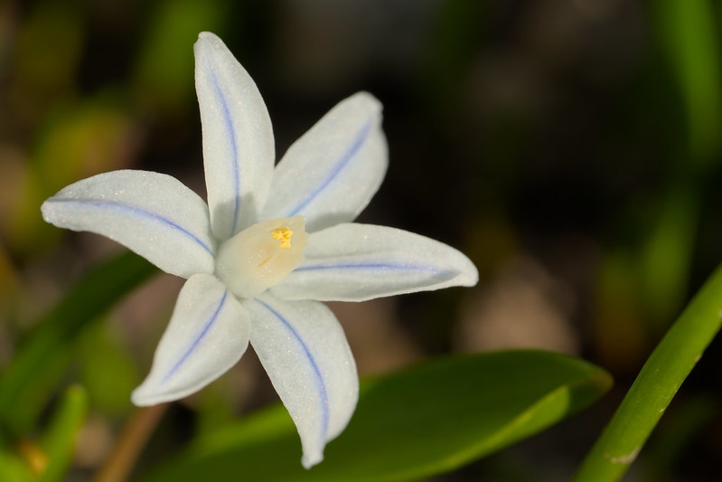 White, star-shaped flowers. Petals with blue median stripe.