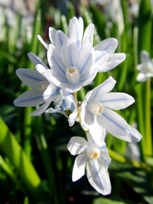 Strappy leaves & white flowers. Petals with blue median stripe.