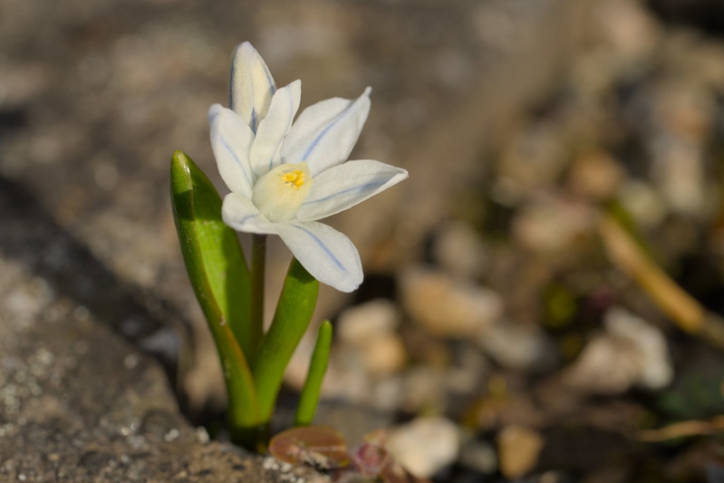 Strappy leaves & white flowers. Petals with blue median stripe.