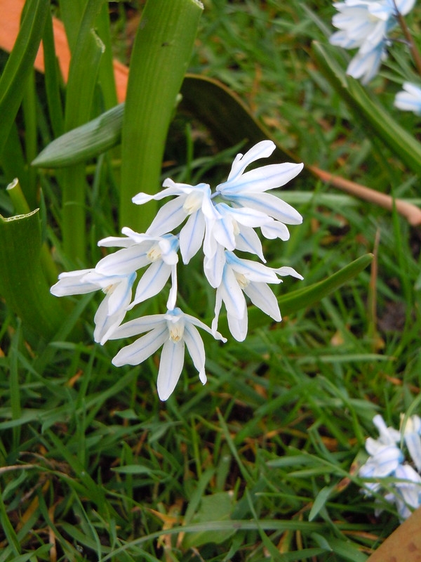 Strappy leaves & white flowers. Petals with blue median stripe.