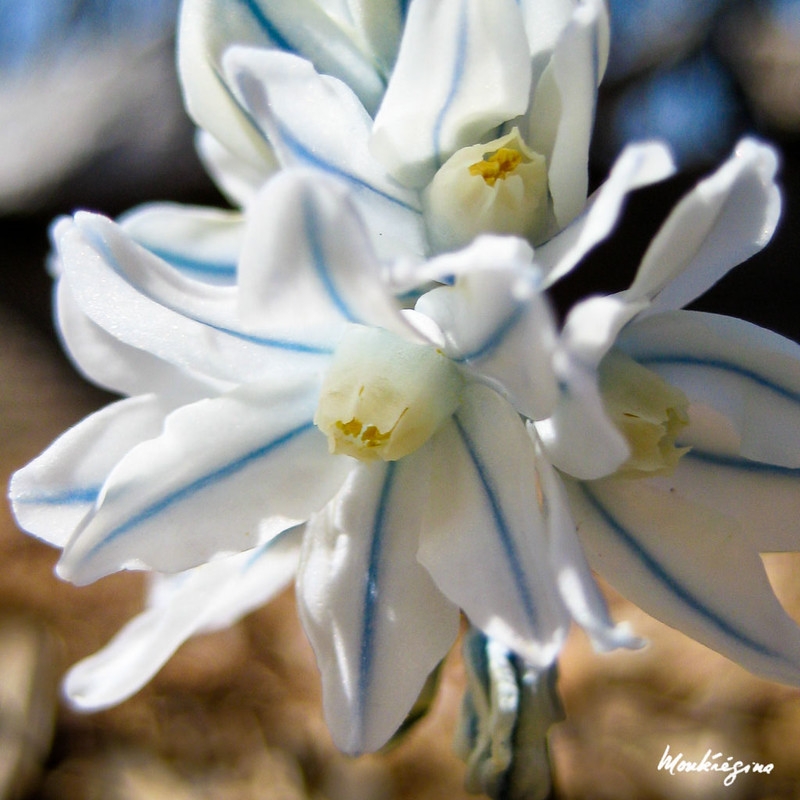 White, star-shaped flowers. Petals with blue median stripe.