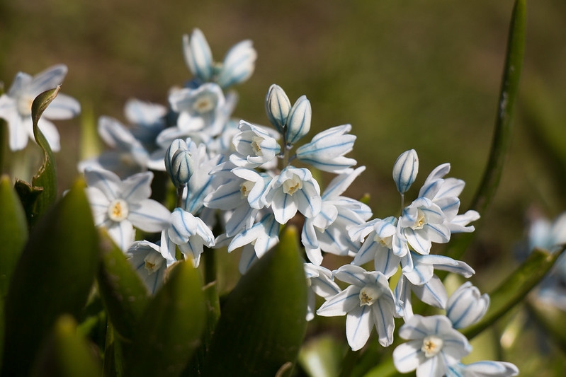 Strappy leaves & white flowers. Petals with blue median stripe.
