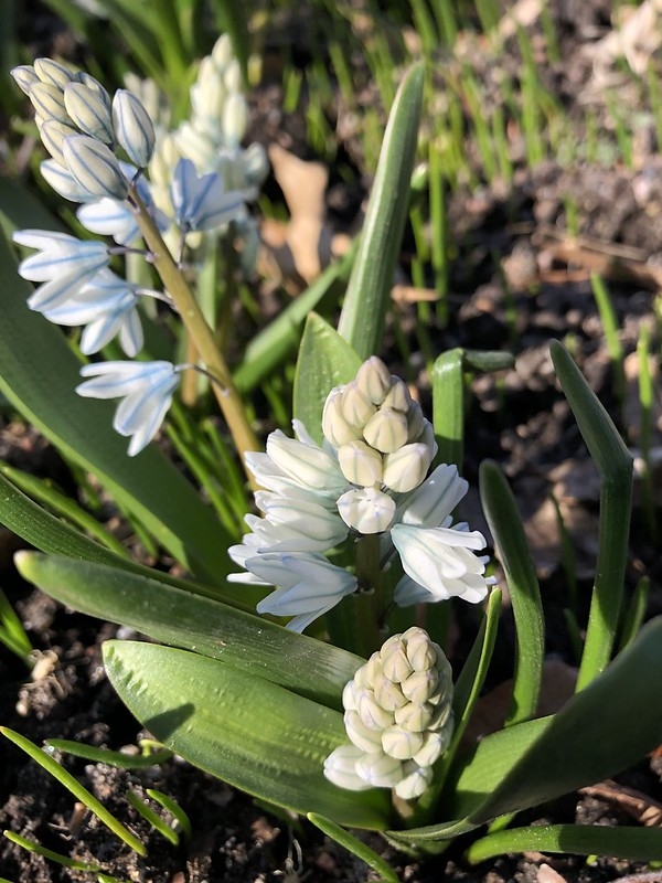 Strappy leaves & white flowers. Petals with blue median stripe.