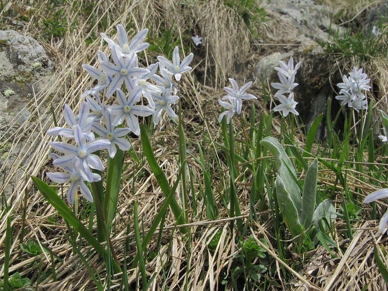 Strappy leaves & white flowers. Petals with blue median stripe.