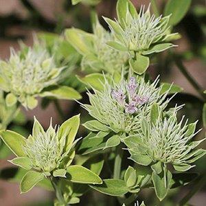 Flower buds