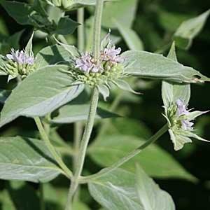 Pycnanthemum incanum