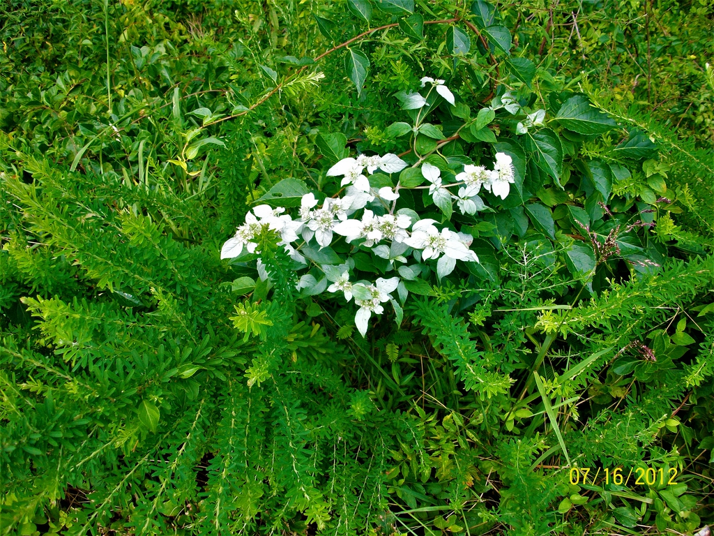 silver leaves and blooms, summer, McDowell County, NC