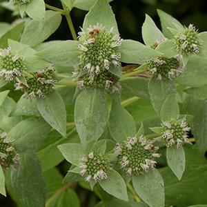 Pycnantheumum muticum