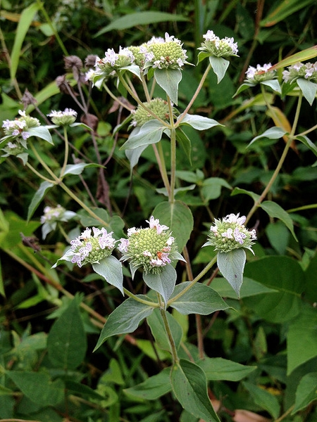 Pycnanthemum muticum