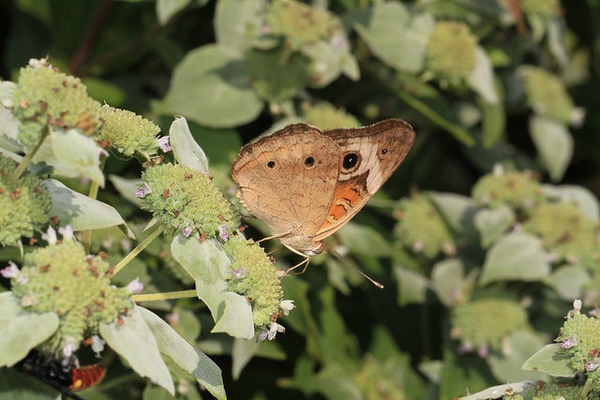 Pycnanthemum muticum