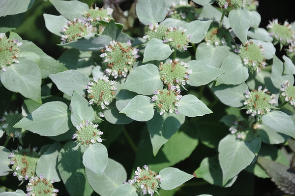 Pycnanthemum muticum