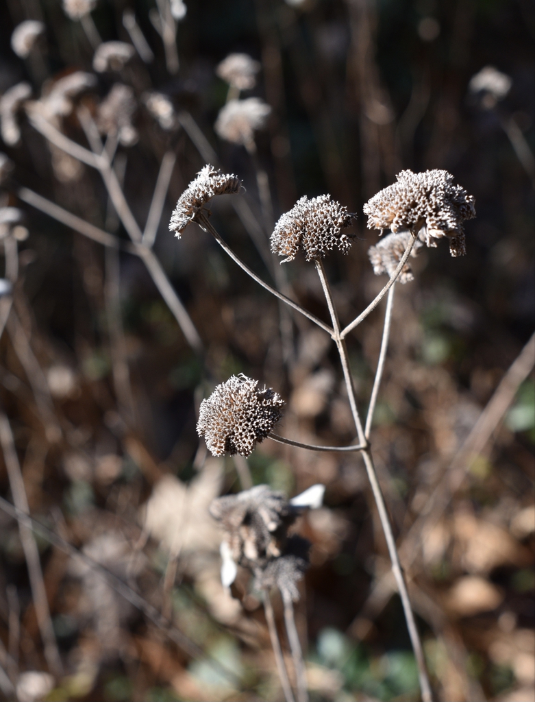 Pycnanthemum muticum
