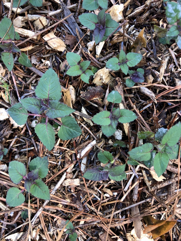 Form - March 14 - Wake Co., NC