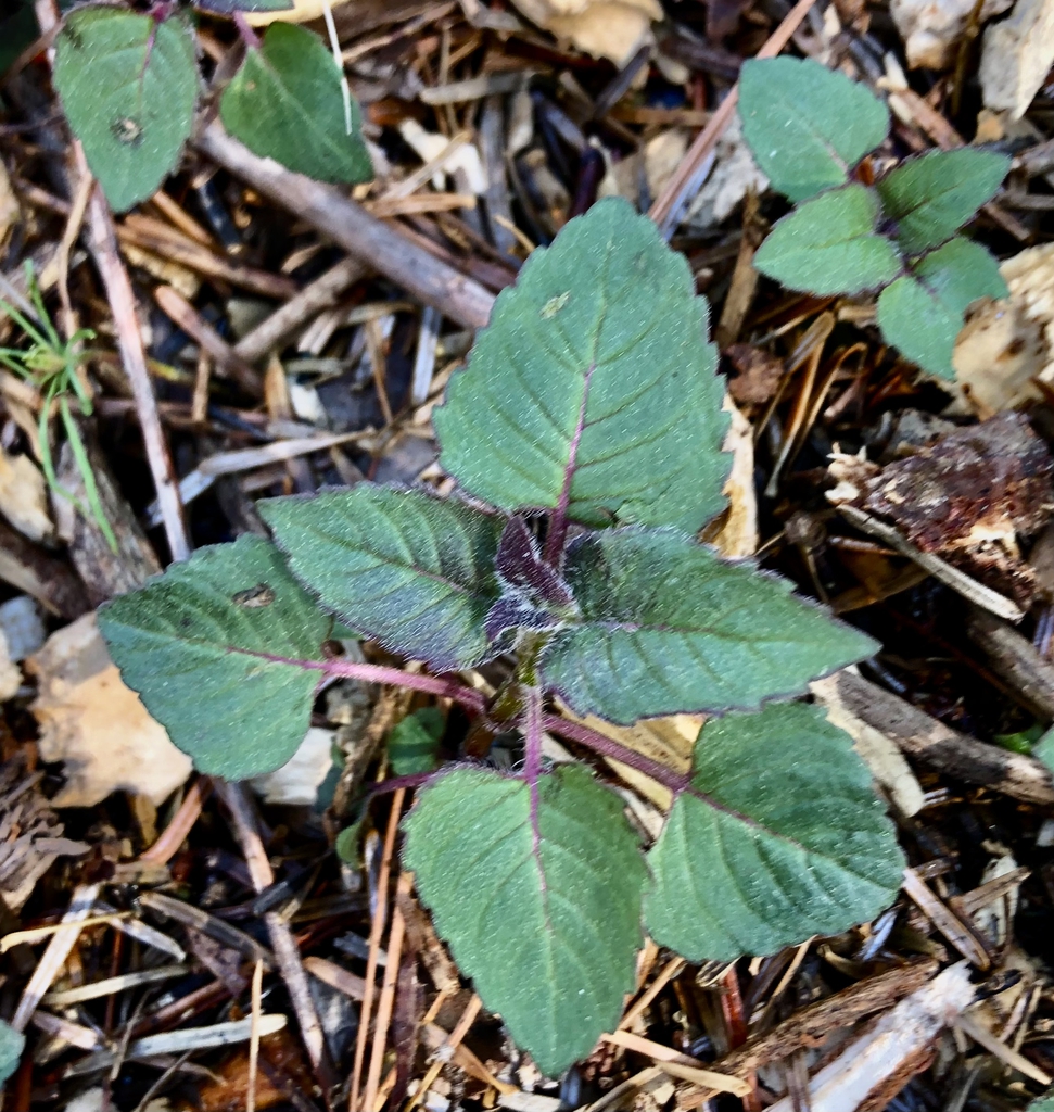 Leaves - March 14 - Wake Co., NC