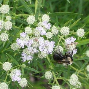 Pycnanthemum virginianum