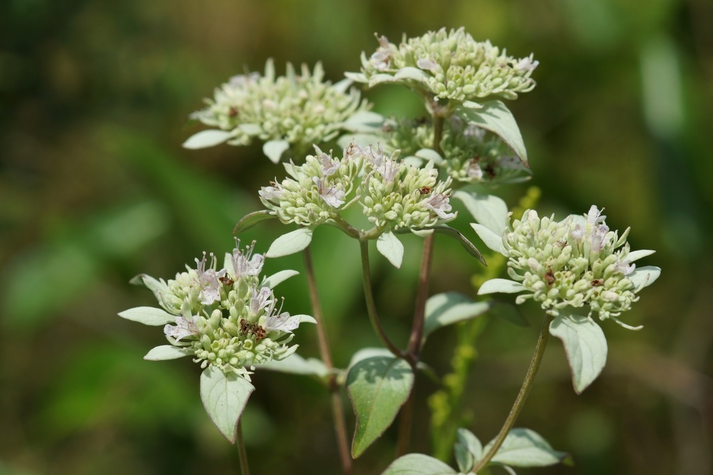 Several clusters of flowers