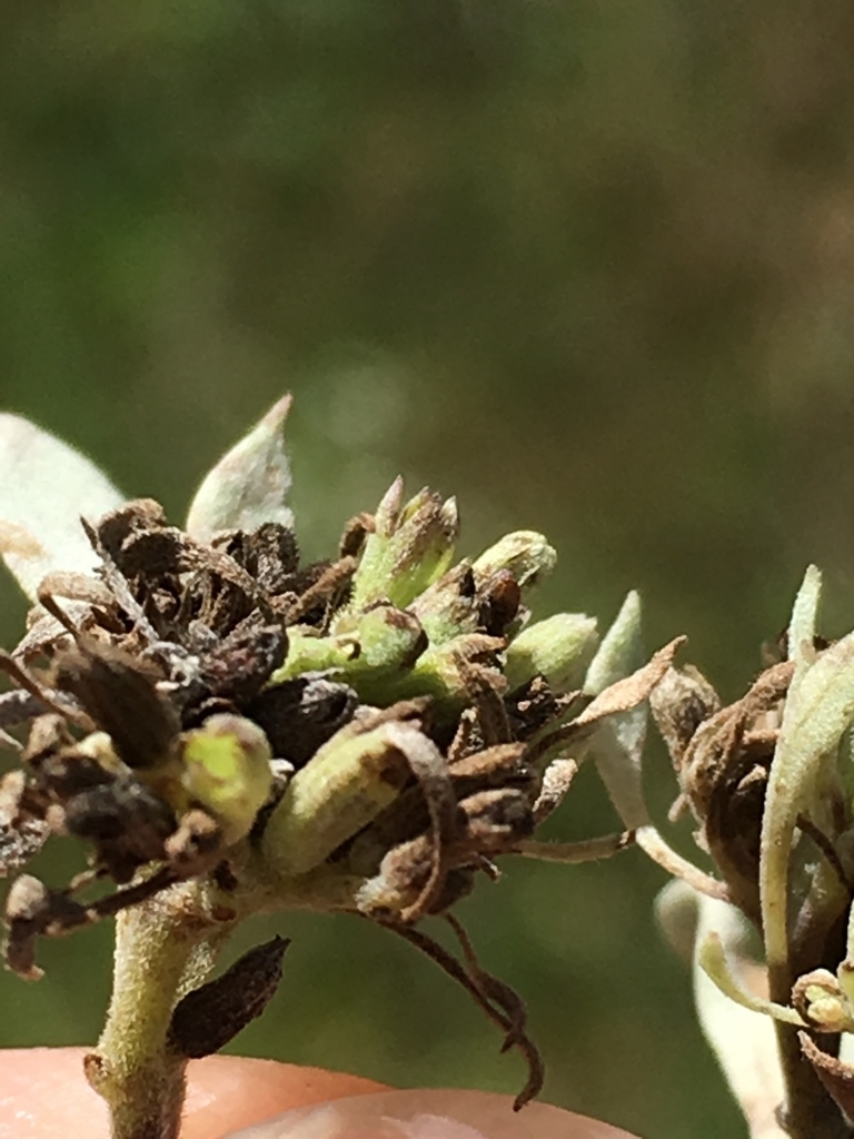 Brown oval nutlets formin