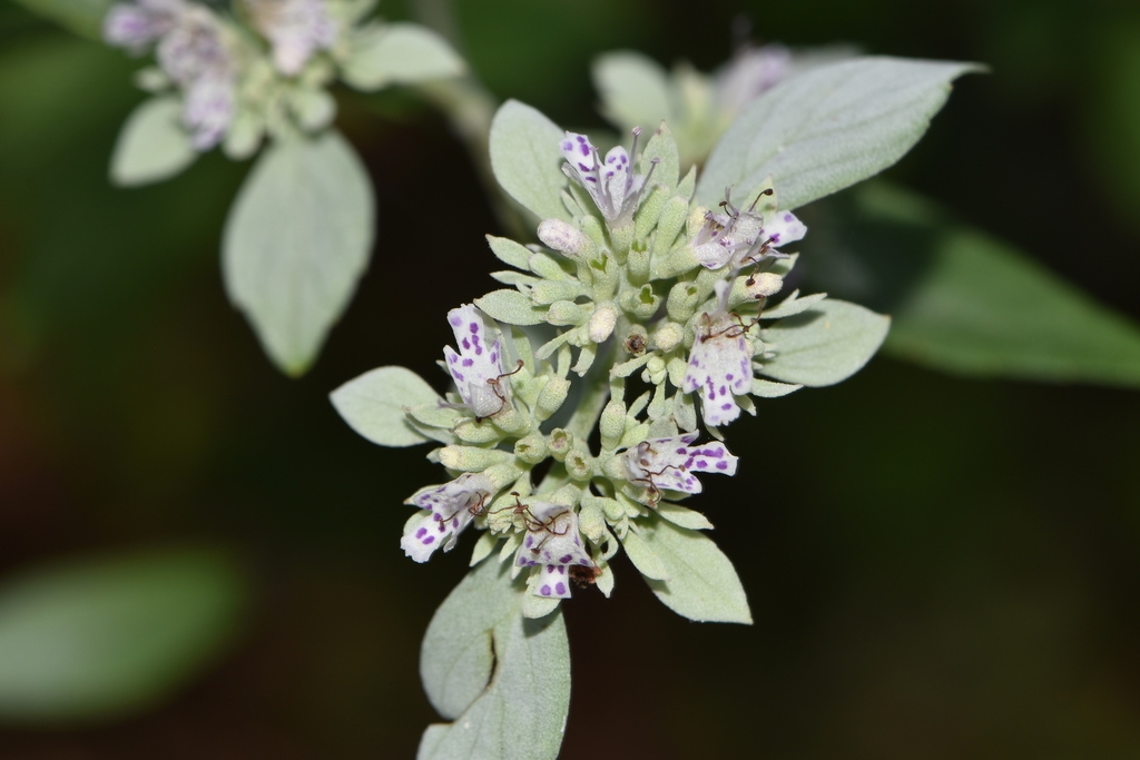 Small flowers surrounded by whitish leafy bracts
