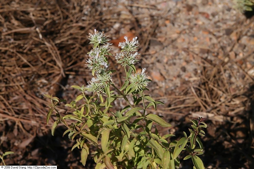 Plant in bloom