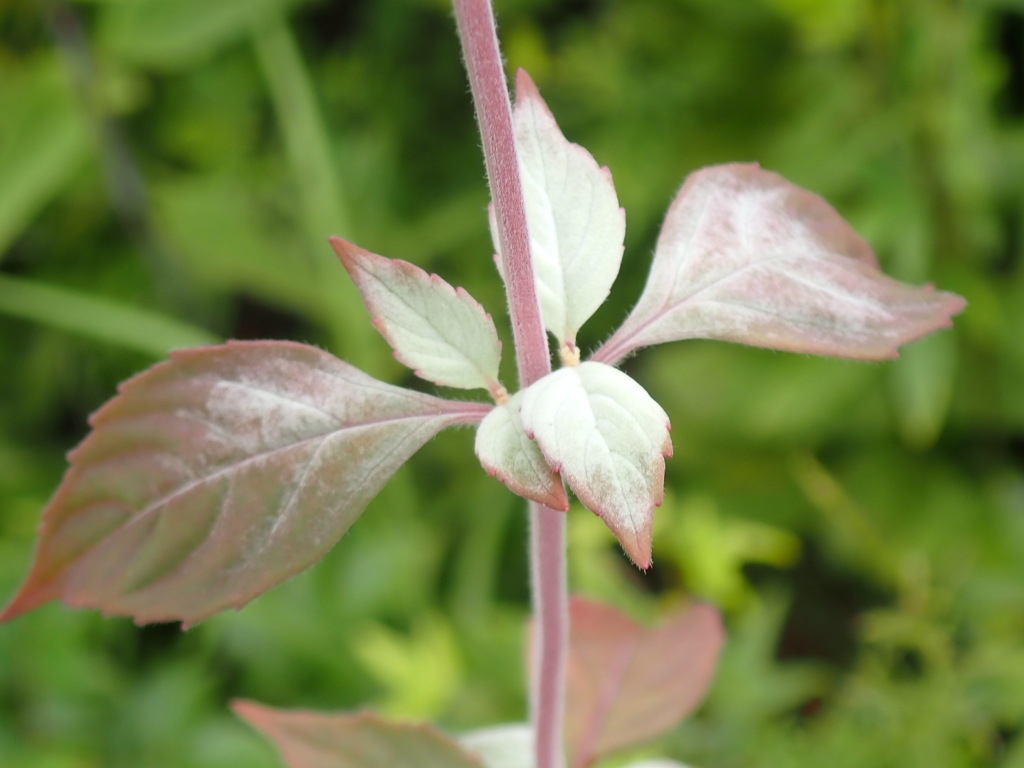 Stem and leaf attachment