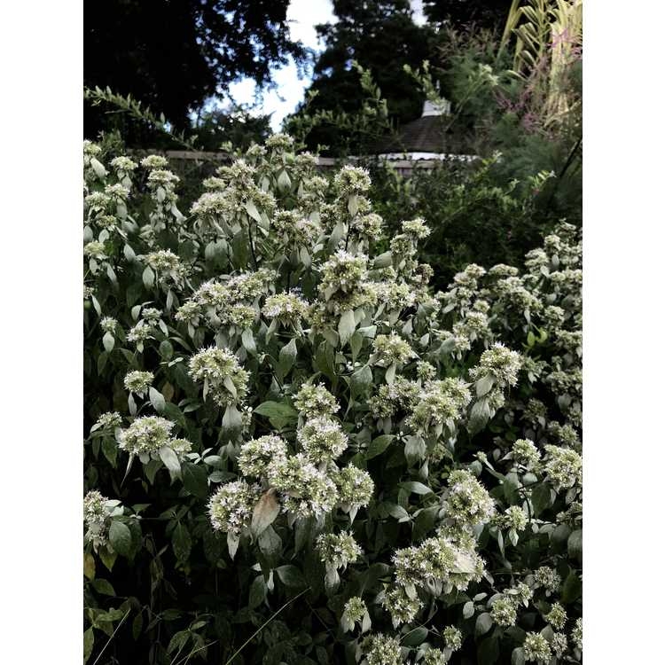 Form in cultivation