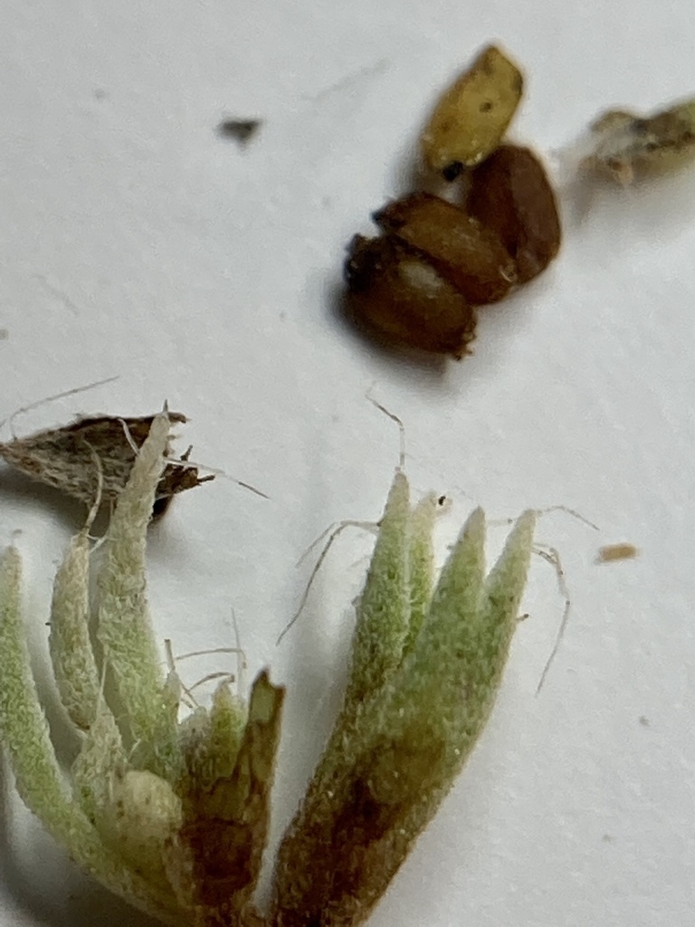 Seeds