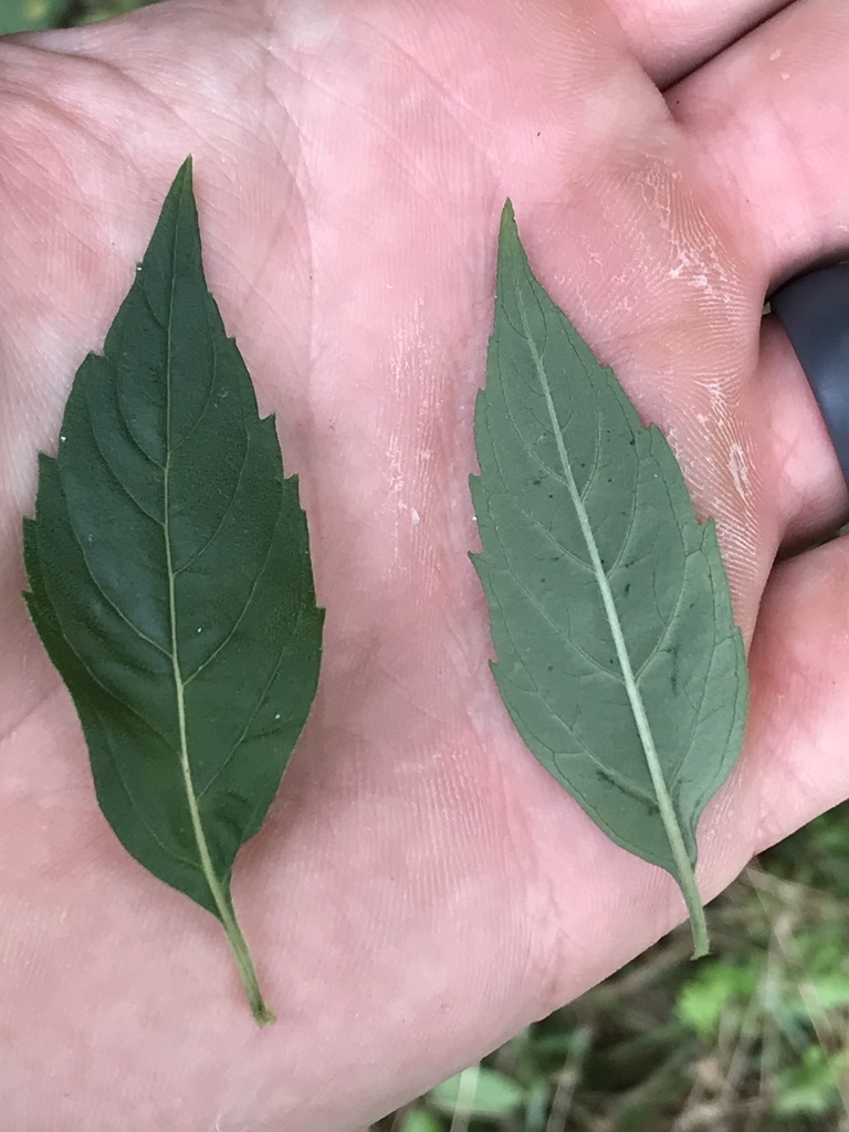Front and back of leaf