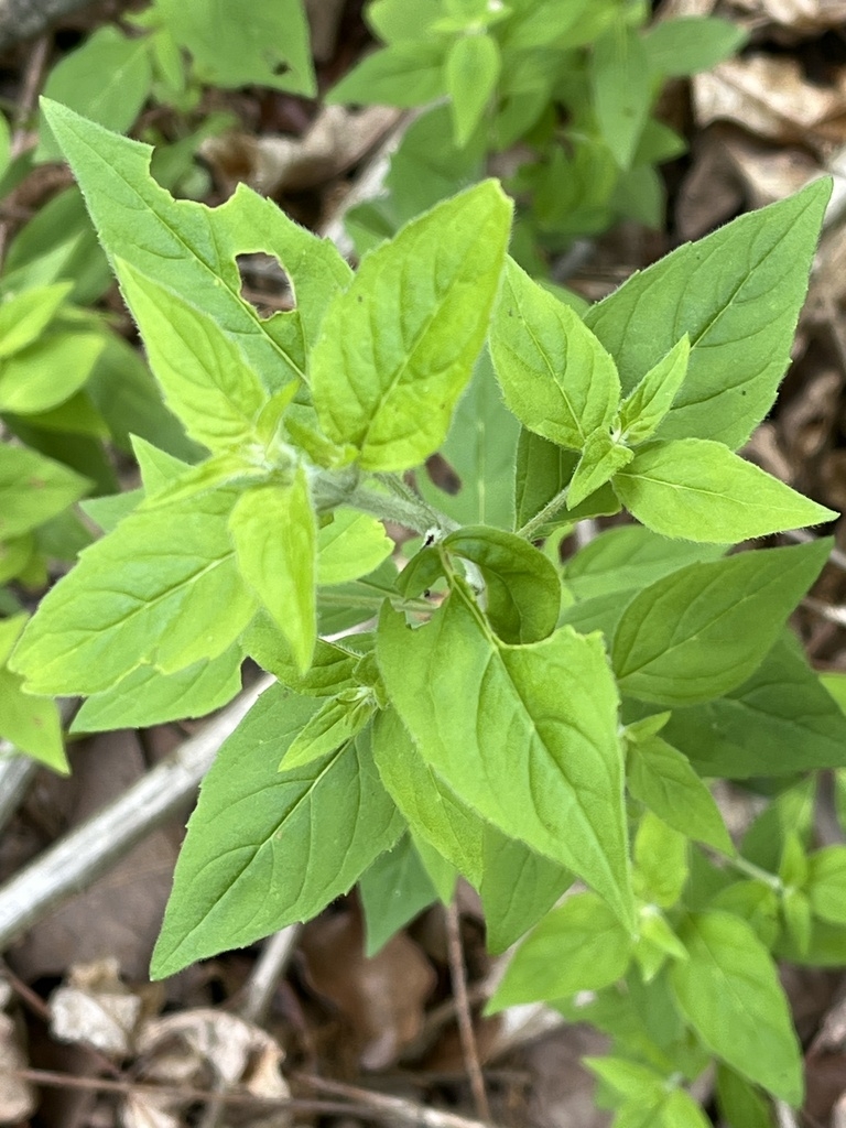 Leaves