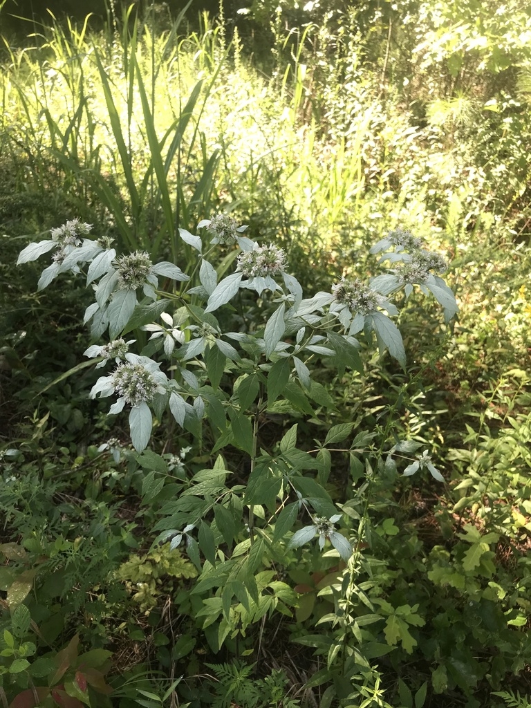Form