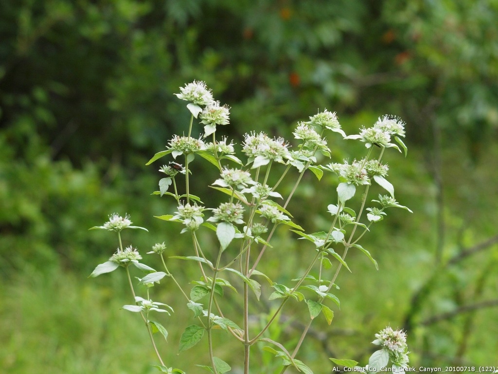Inflorescence
